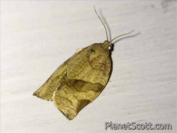 Tortricid Leafroller Moth (Tortricidae sp)