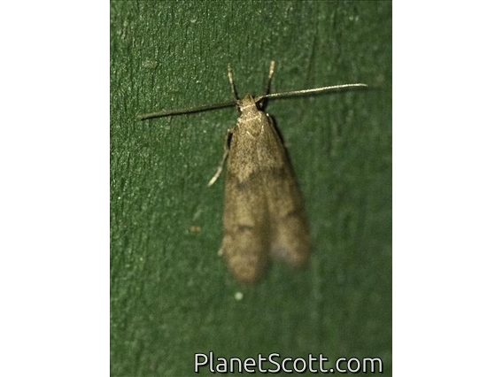 Scaly-legged Pyralid Snout Moth (Arta epicoenalis)