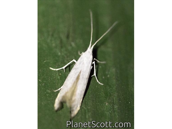 Pyralid Snout Moth (Pima sp)