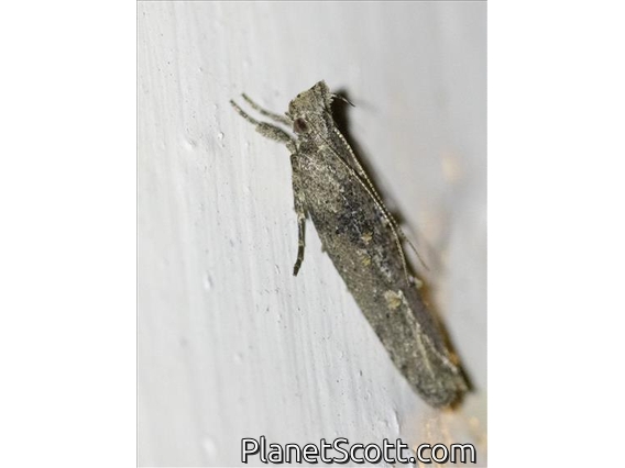 Boxelder Leafroller Moth (Caloptilia negundella)