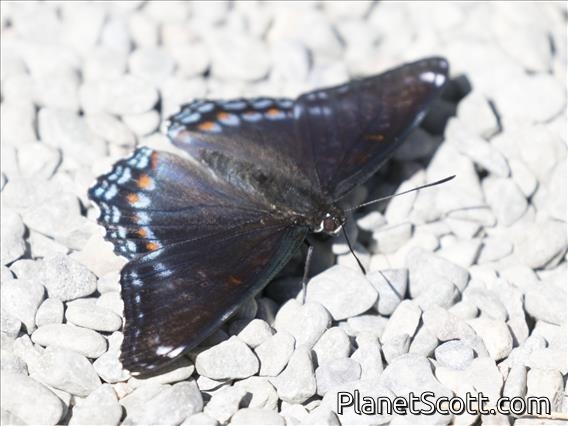Red-spotted Admiral (Limenitis arthemis)