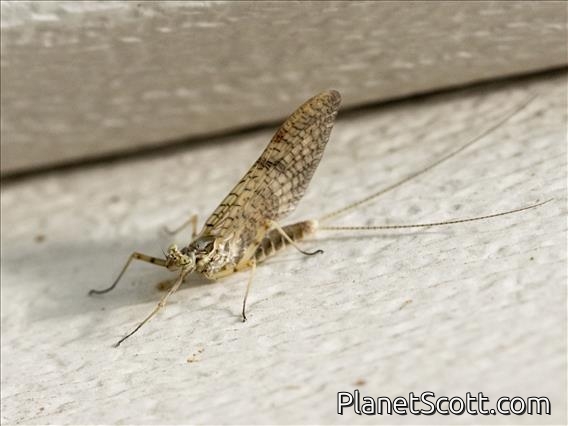 Giant Mayfly (Hexagenia limbata)