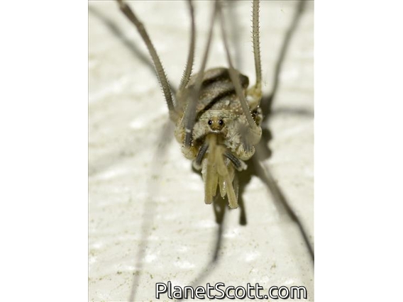 Sclerosomatidae Harvestman (Leiobunum flavum)