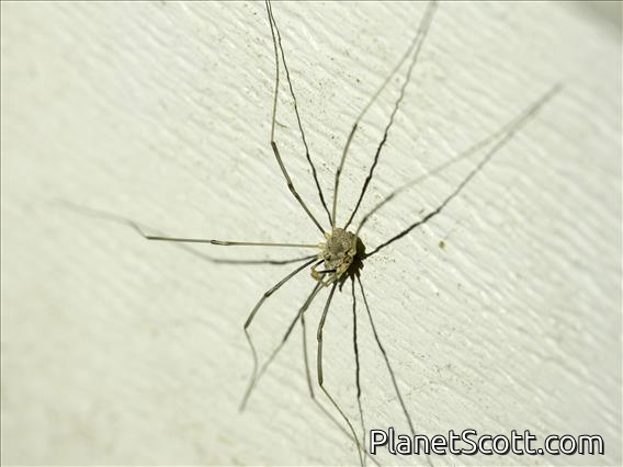 Sclerosomatidae Harvestman (Leiobunum flavum)