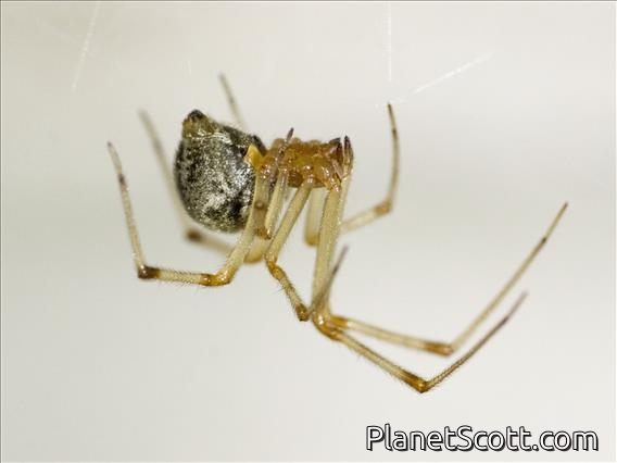 Comb-footed Spider (Parasteatoda sp)