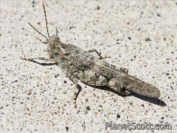 Pallid-winged Grasshopper (Trimerotropis pallidipennis)