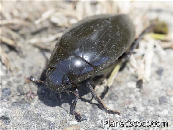 Giant Water Scavenger Beetle (Hydrophilus triangularis)