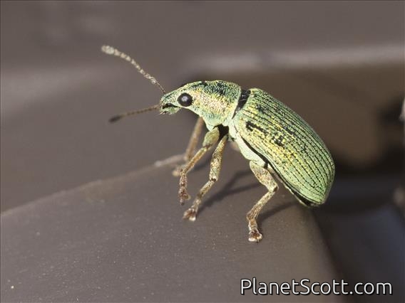 Green Immigrant Leaf Weevil (Polydrusus formosus)