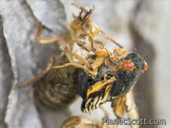Pharaoh Cicada (Magicicada septendecim)