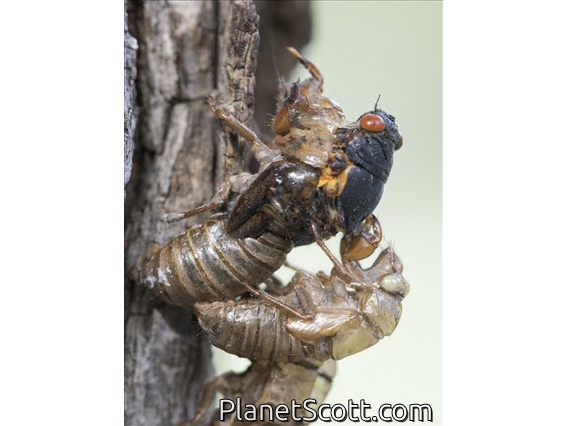 Pharaoh Cicada (Magicicada septendecim)