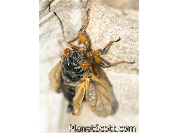 Cassin's 17-Year Cicada (Magicicada cassinii)