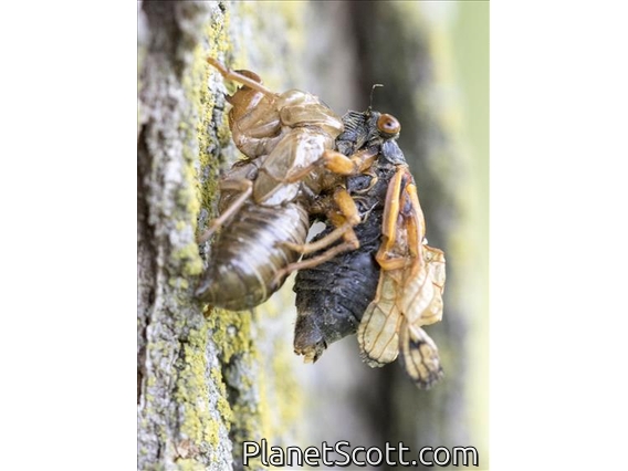 Cassin's 17-Year Cicada (Magicicada cassinii)