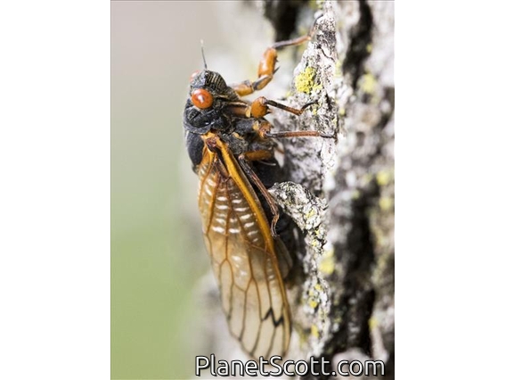 Cassin's 17-Year Cicada (Magicicada cassinii)