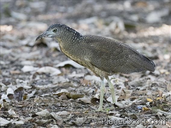 Malayan Night-Heron (Gorsachius melanolophus) - Juvenile