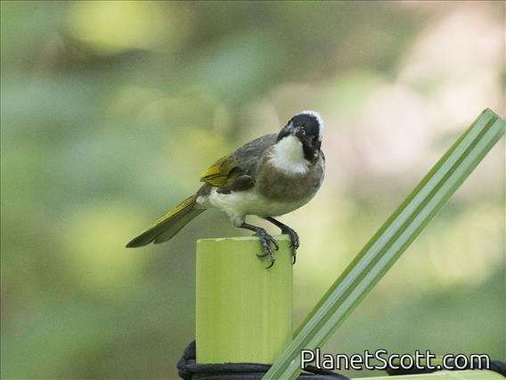 Light-vented Bulbul (Pycnonotus sinensis)