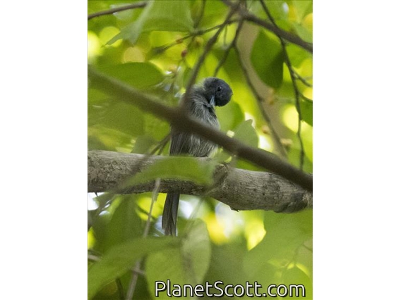 Black-naped Monarch (Hypothymis azurea)