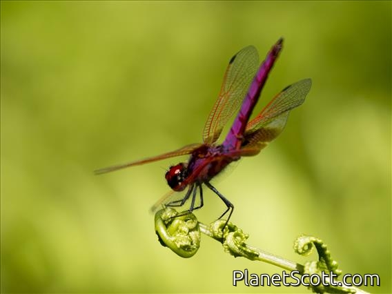 Crimson Marsh Glider (Trithemis aurora)