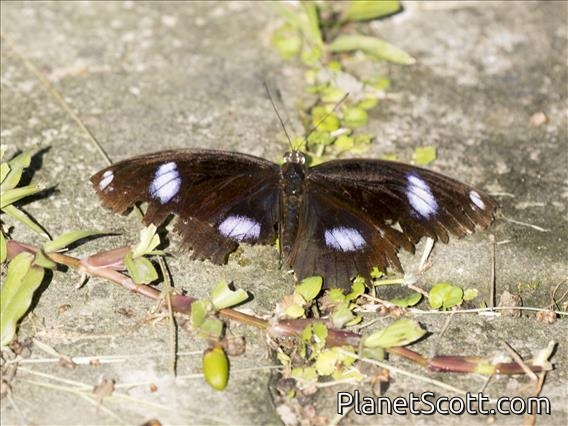 Great Eggfly (Hypolimnas bolina)