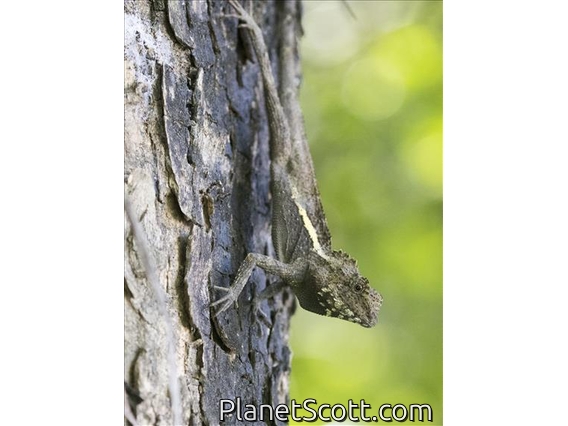Taiwan Japalure (Diploderma swinhonis)