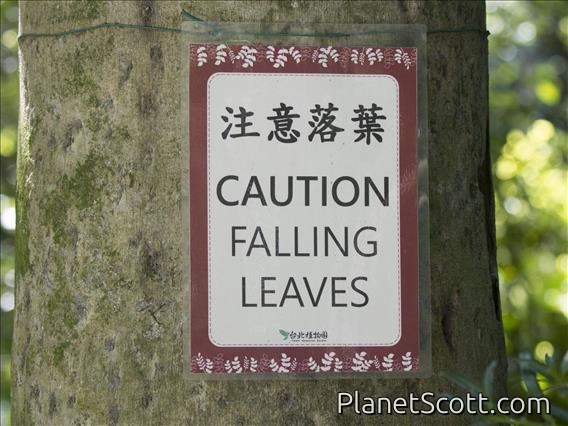 Caution Falling Leaves