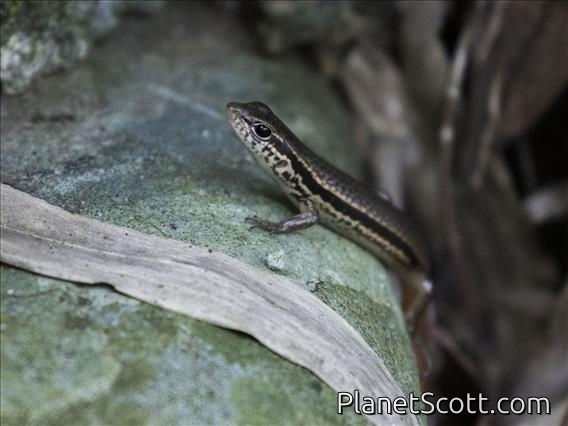 Indian Forest Skink (Sphenomorphus indicus)