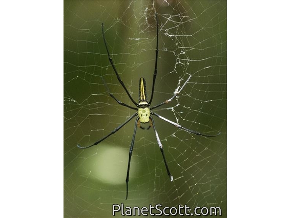 Giant Golden Orb-weaving Spider (Nephila pilipes)