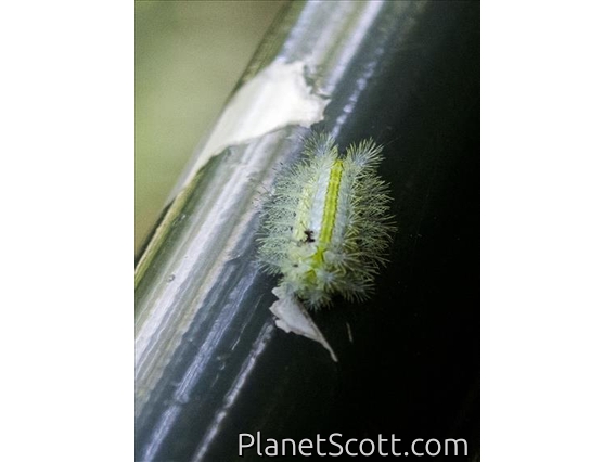 Blue-striped Nettle Grub (Parasa lepida)