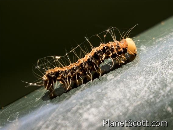 Snouted Tiger Moth Larva (Asota heliconia)