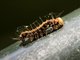Snouted Tiger Moth Larva (Asota heliconia)