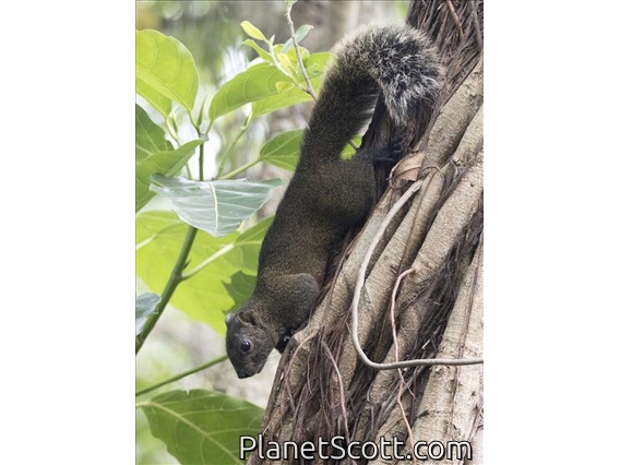 Pallas's Squirrel (Callosciurus erythraeus)