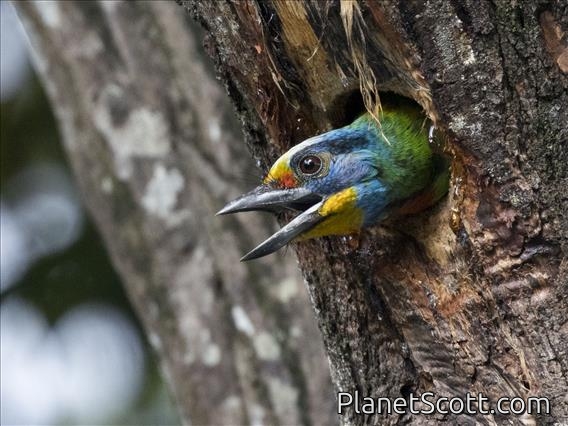 Taiwan Barbet (Psilopogon nuchalis)