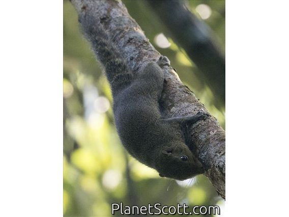 Black-striped Squirrel (Callosciurus nigrovittatus)