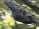 Black-striped Squirrel (Callosciurus nigrovittatus)