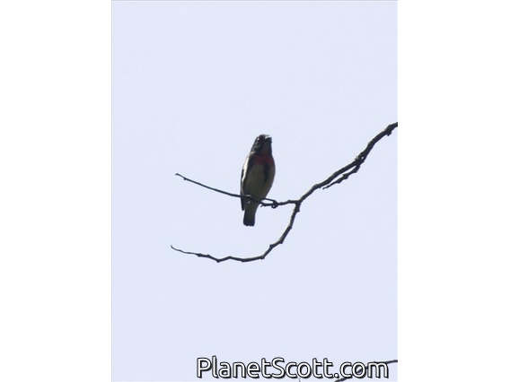 Blood-breasted Flowerpecker (Dicaeum sanguinolentum)