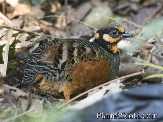 Chestnut-bellied Partridge (Arborophila javanica)