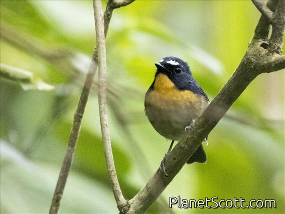Snowy-browed Flycatcher (Ficedula hyperythra)