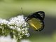 Jezebel Butterfly (Delias belisama)