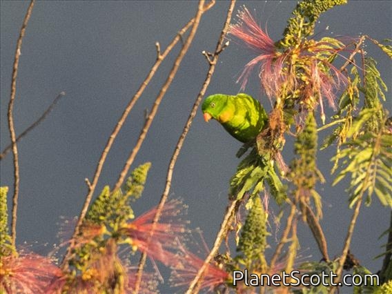 Yellow-throated Hanging-Parrot (Loriculus pusillus)