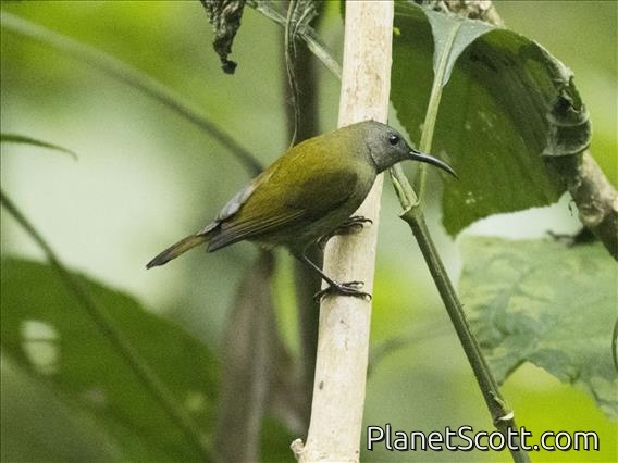 White-flanked Sunbird (Aethopyga eximia) - Female