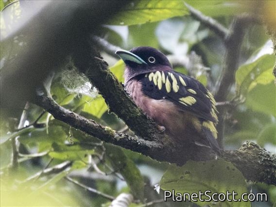 Banded Broadbill (Eurylaimus javanicus)
