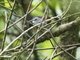 Crescent-chested Babbler (Cyanoderma melanothorax)