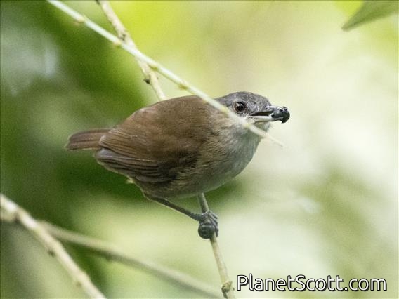 Horsfield's Babbler (Malacocincla sepiaria)