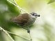 Horsfield's Babbler (Malacocincla sepiaria)