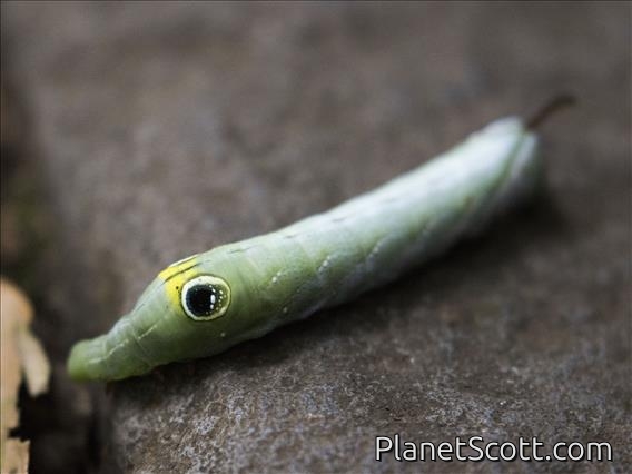 Sphinx Moth Caterpillar (Rhagastis sp)
