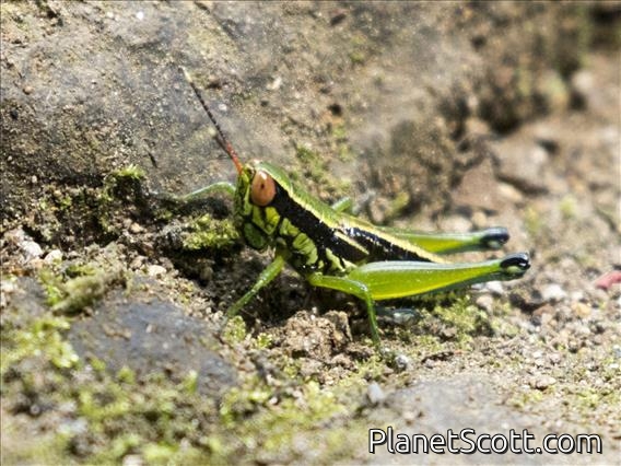 Short-horned Grasshopper (Caryanda spuria)