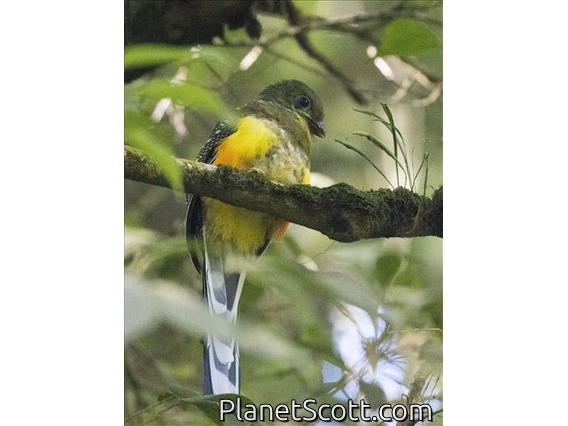 Javan Trogon (Apalharpactes reinwardtii)