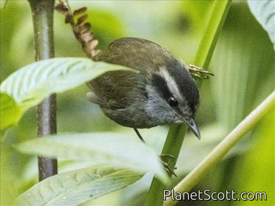 Javan Tesia (Tesia superciliaris)