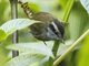Javan Tesia (Tesia superciliaris)