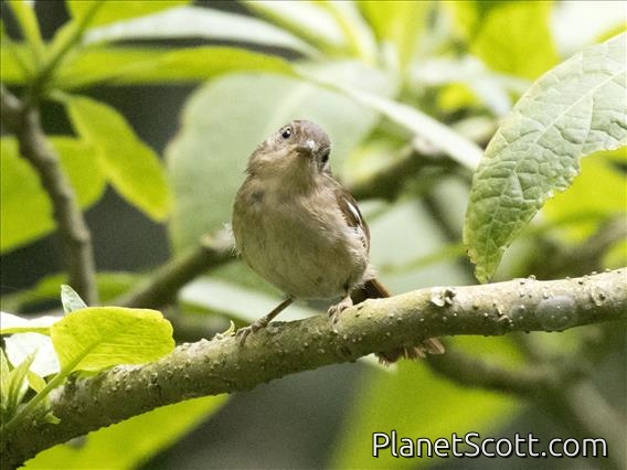 Javan Fulvetta (Alcippe pyrrhoptera)