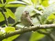 Javan Fulvetta (Alcippe pyrrhoptera)